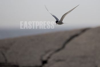 EA127081, Eastpress, Porvoo, Suomi